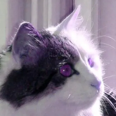 avatar for Felix Yan